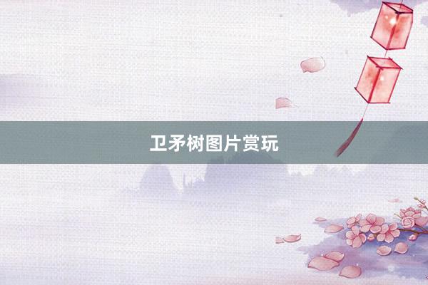 卫矛树图片赏玩