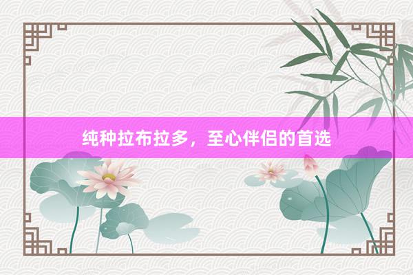 纯种拉布拉多，至心伴侣的首选